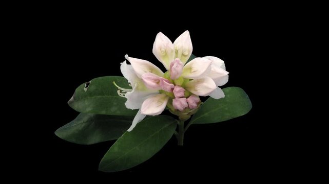Time lapse of opening Cunninghams White rhododendron (Ericacea family) isolated on black background