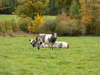 blanc blue belges cows in a field