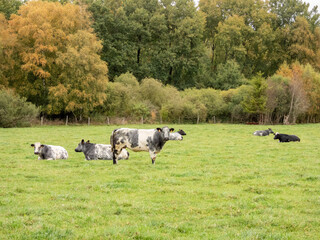 blanc blue belge cows in a meadow in autumn