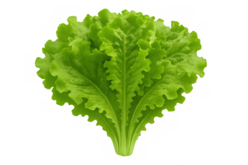 Fresh green lettuce leaves forming a salad ingredient, representing healthy eating and organic nutrition, isolated on transparent background