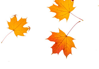 Vibrant autumn maple leaves gracefully falling, showcasing warm orange and yellow hues in a dynamic seasonal display perfect for festive designs.