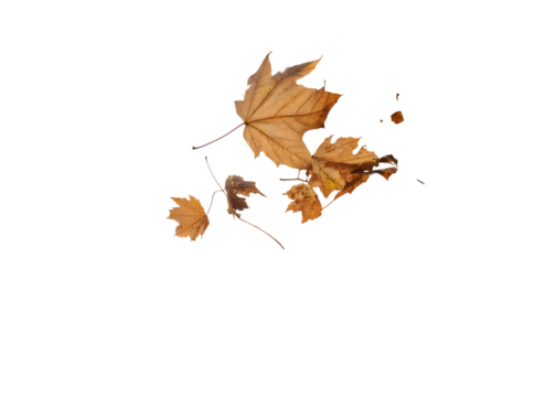 Vibrant autumn maple leaves drift gracefully, evoking the cozy, colorful spirit of fall season transitions and natural beauty.
