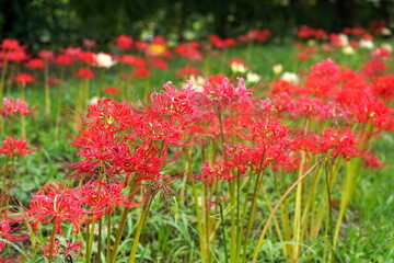 緑の草むらの中で放射状に細い花びらを広げる赤色の彼岸花が群生して咲き乱れる日本の秋の風景