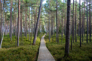 Obraz premium Wooden path in the forest.
