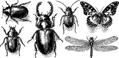 Engravings of various insects in a vector set, featuring detailed illustrations of beetles and butterflies in black and white.