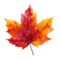 Obraz premium Vibrant autumn maple leaf showcasing stunning red and orange hues against a white background.