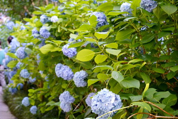淡い青色のアジサイの花が左右いっぱいに群生して咲き誇り遊歩道を歩く人物が奥に見える初夏の庭園の風景