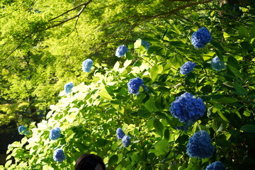 まばゆい夏の陽光を浴びて鮮やかな青色に輝く手毬咲きのアジサイの花が濃い緑の葉の中に咲き誇る風景