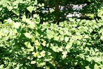 夏の強い日差しを浴びて青々とした緑色に輝くイチョウの扇型の葉が密集して生い茂る木々をクローズアップした風景