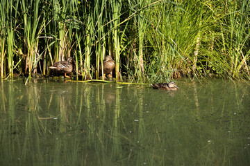 Brown mallard ducks standing and swimming near water plants in a peaceful natural wetland habitat