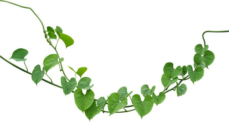 Vine plant, Branch creeper leaf green, Liana tropical nature transparent background
