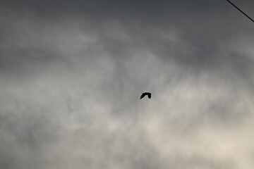 Silhouette of a bird of prey against a gray cloudy sky
