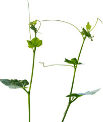 Vine plant, Branch creeper leaf green, Liana tropical nature transparent background