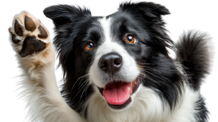 Cheerful Canine Greeting: A charming border collie raises a paw in a friendly greeting. the border collie shows enthusiasm, conveying a sense of playful invitation and cheerful welcome. 