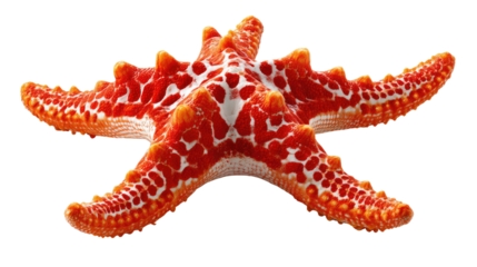 Radiant Starfish: a vibrant red starfish with intricate patterns, evoking the wonder and beauty of the ocean depths.