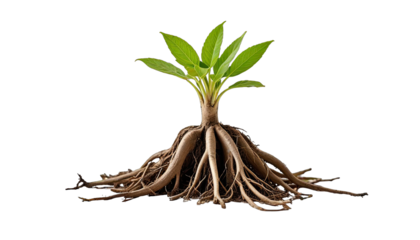 Young plant with extensive root system