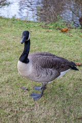 canada goose on a green grass name branta canadensis