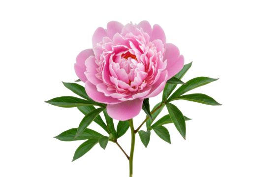 Beautiful pink peony flower isolated on transparent background, elegant floral blossom for wedding invitations and spring designs PNG