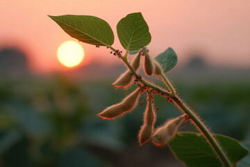 Close-up of pods, foliage, and ants on a green stem against a blurred background, backlit by a bright, low sun during dawn.