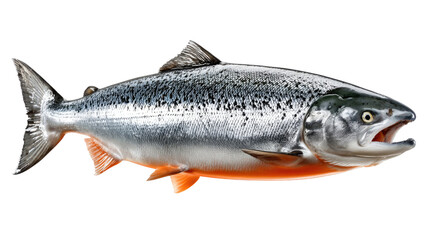 Naklejka premium Silver Salmon Portrait: A close-up shot of a silver salmon, showcasing its sleek body and unique features. Captured in pristine clarity, highlighting its fresh, vibrant appearance.