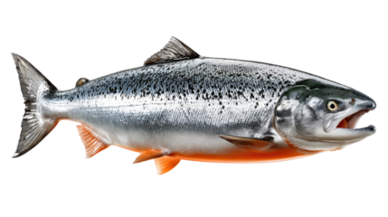 Silver Salmon Portrait: A close-up shot of a silver salmon, showcasing its sleek body and unique features. Captured in pristine clarity, highlighting its fresh, vibrant appearance.