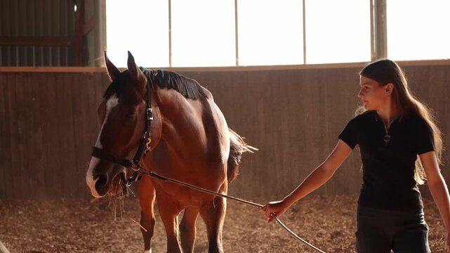 Girl leads beautiful horse by bridle in arena, trains it, teaches it to obey commands, and cares for it. Union of rider and horse, riding school