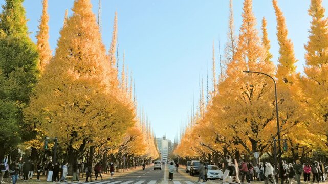 Autumn in Tokyo : Autumn Leaves Seekers Begin Crossing the Famous Golden Ginkgo Tree-Lined Crosswalk | Meiji Jingu Gaien Gingko Avenue, Tokyo, Japan