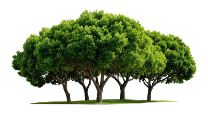 Green Canopy Harmony: A cluster of verdant trees stands in vibrant unison, their lush foliage forming a dense, inviting canopy. Capturing the essence of tranquility and ecological harmony.