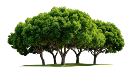 Green Canopy Harmony: A cluster of verdant trees stands in vibrant unison, their lush foliage forming a dense, inviting canopy. Capturing the essence of tranquility and ecological harmony.