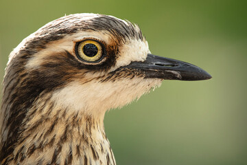 The bush stone-curlew or bush thick-knee is a large, ground-dwelling bird endemic to Australia.