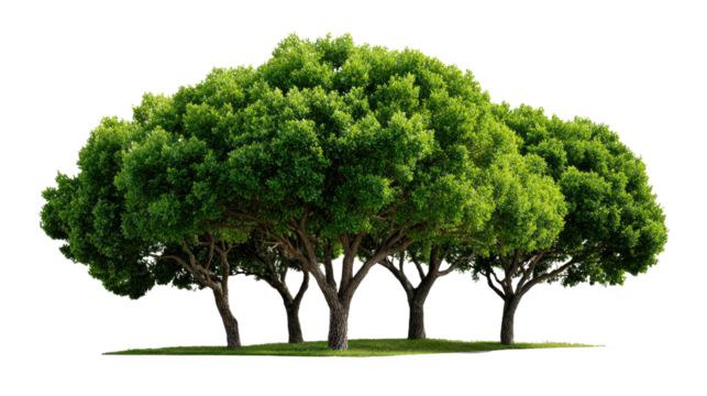 Green Canopy Harmony: A cluster of verdant trees stands in vibrant unison, their lush foliage forming a dense, inviting canopy. Capturing the essence of tranquility and ecological harmony.