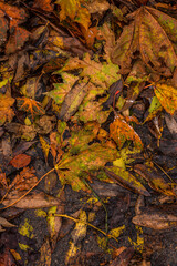 An autumn park in October. Yellow and red trees with falling leaves.