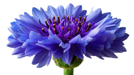Vivid Blossom: Captivating the vibrant hues of a singular blue cornflower, this image showcases the delicate beauty and intricate details of its petals.