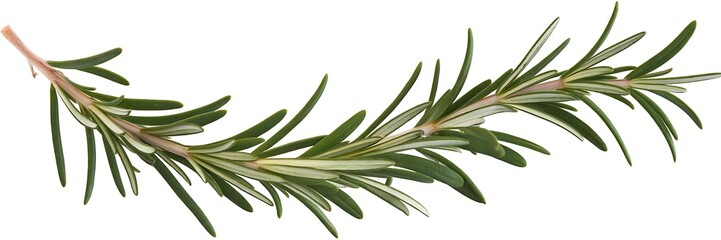 Fototapeta premium Green leafy plant with a long stem