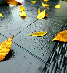 autumn leaves on asphalt