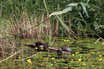 Several Wild Turtles Resting On A Floating Log In A Swamp, Surrounded By Reeds And Yellow Water Flowers.