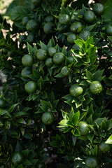 Close up of green calamondin citrus fruits growing on a lush leafy tree in sunlight