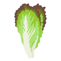 サニーレタスのシンプルなイラスト