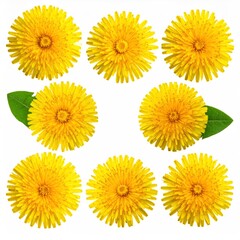 Dandelion Flowers - A Vibrant Collection of Yellow Blooms.