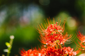秋の日差しの下、綺麗に咲く彼岸花
