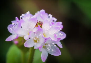 可愛いピンクの花を咲かせるミゾソバ
