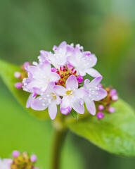 可憐に咲くミゾソバの花
