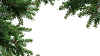 Pine branches frame a dark space