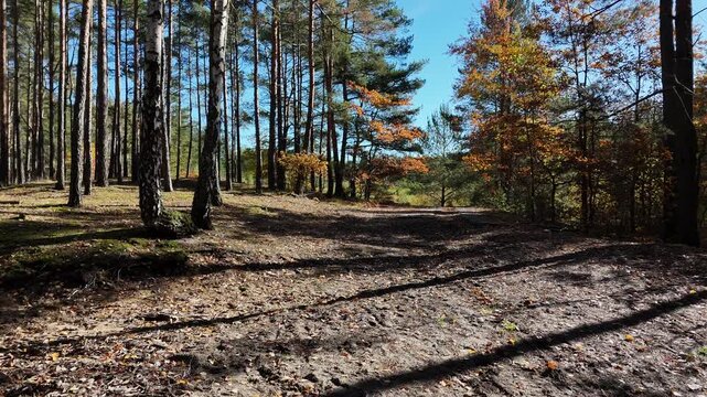 A serene and tranquil forest pathway beautifully showcasing vibrant autumn foliage beneath a clear blue sky - Powered by Adobe