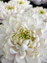 Fototapeta premium Chrysanthemums, flowers associated with memory, respect and transience. 