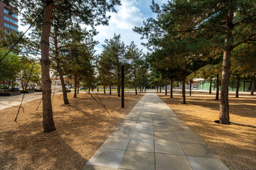Coniferous trees in the city and a sidewalk hidden in the shade. Greenery and plants in a newly built urban district.