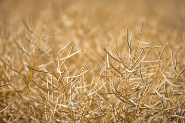 Rapeseed field, mature canola pods