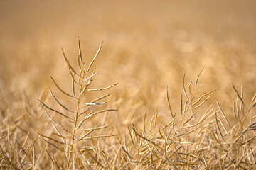 Rapeseed field, mature canola pods