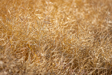 Rapeseed field, mature canola pods