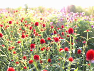 京都府亀岡市の休耕田に広がるコスモス畑で、陽の光を浴びて輝くセンニチコウの花